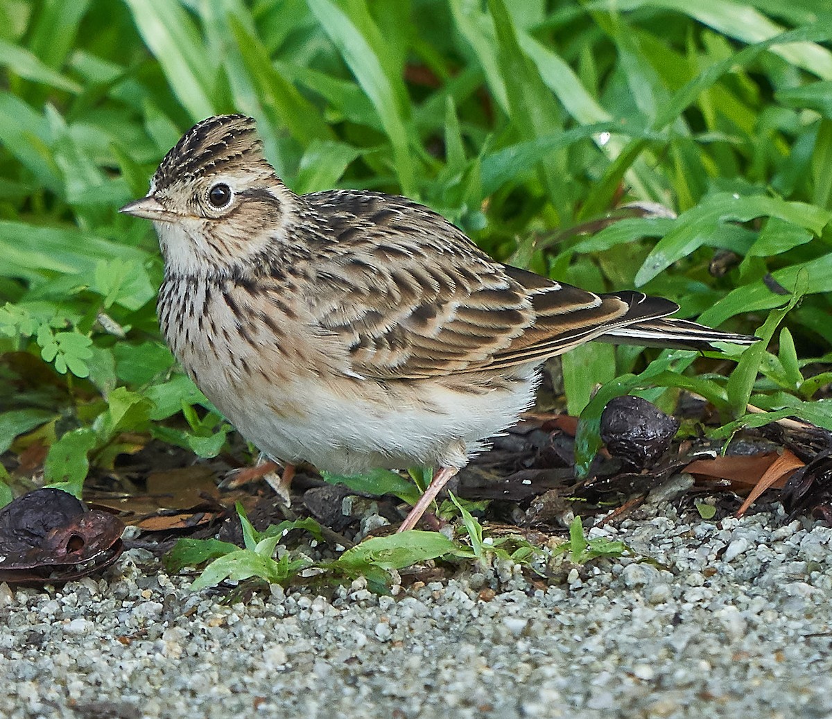 Eurasian Skylark - ML122533671