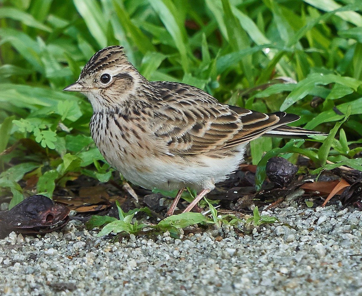 Eurasian Skylark - ML122533681