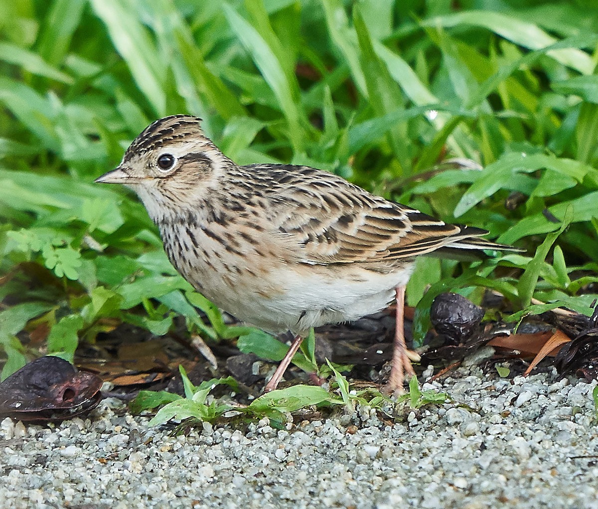 Eurasian Skylark - ML122533691