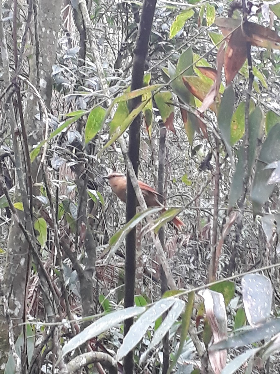 Buff-fronted Foliage-gleaner - ML122535651