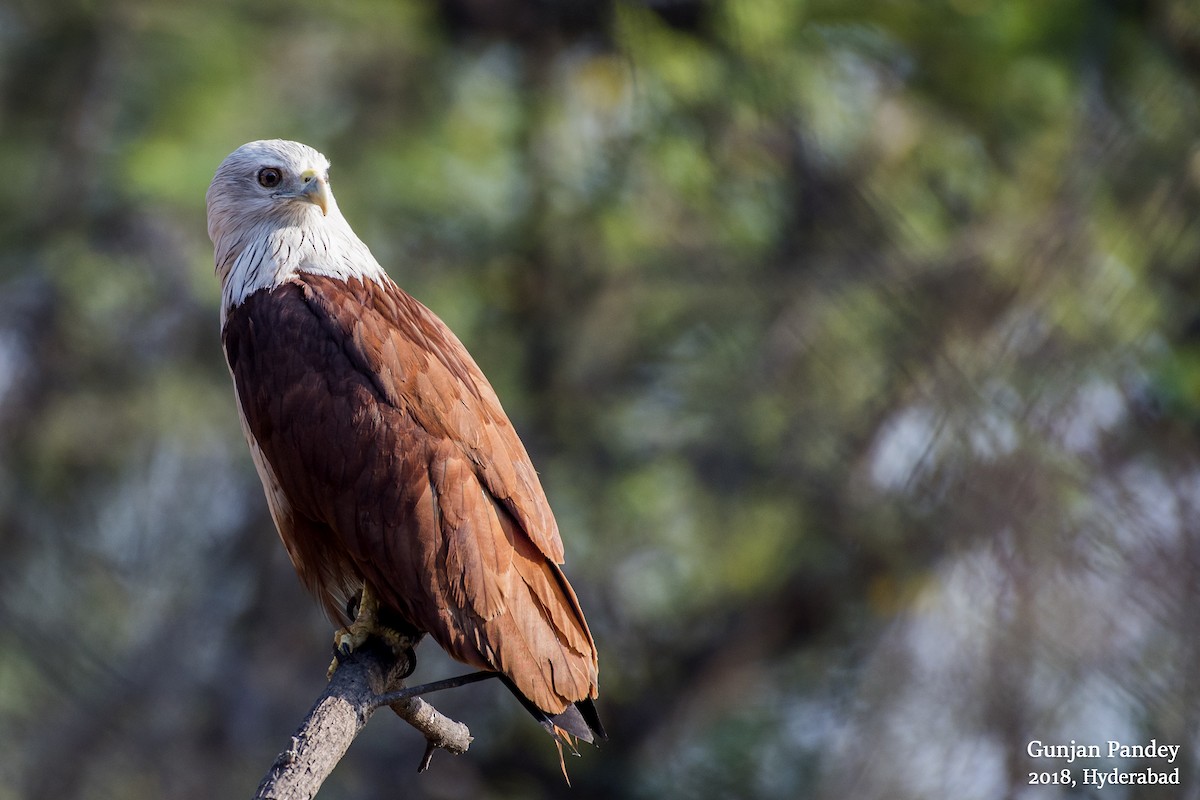 Brahminy Kite - ML122535701