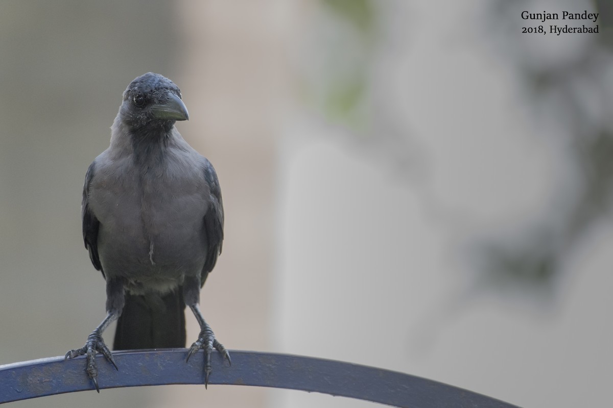 House Crow - Gunjan Pandey