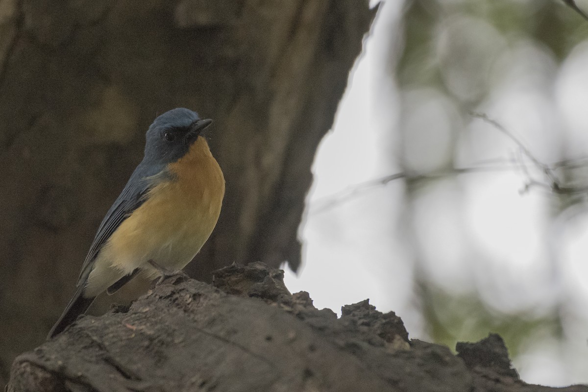 Tickell's Blue Flycatcher - ML122535901