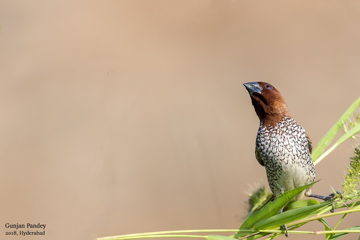 Scaly-breasted Munia - ML122535921