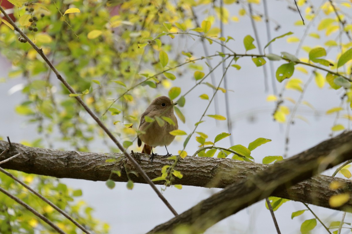 Daurian Redstart - ML122536031