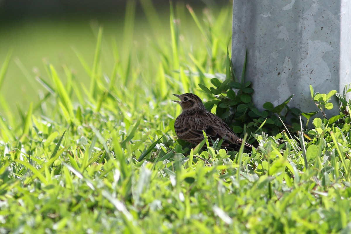 Eurasian Skylark - ML122536391