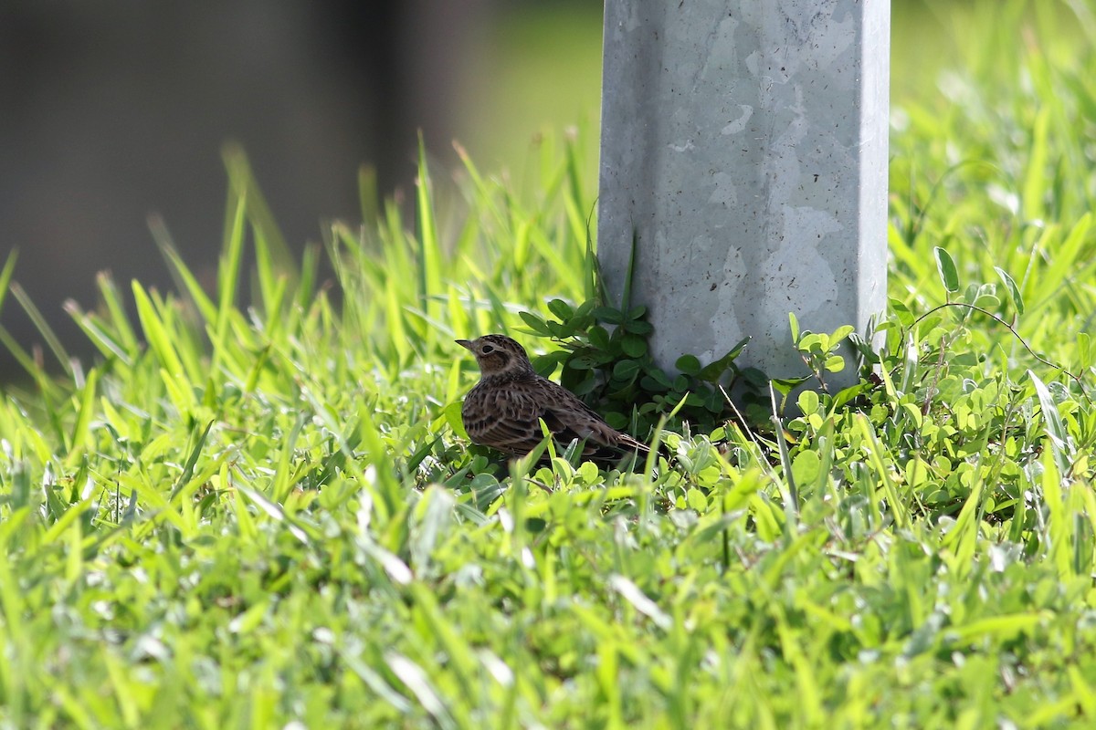 Eurasian Skylark - ML122536401