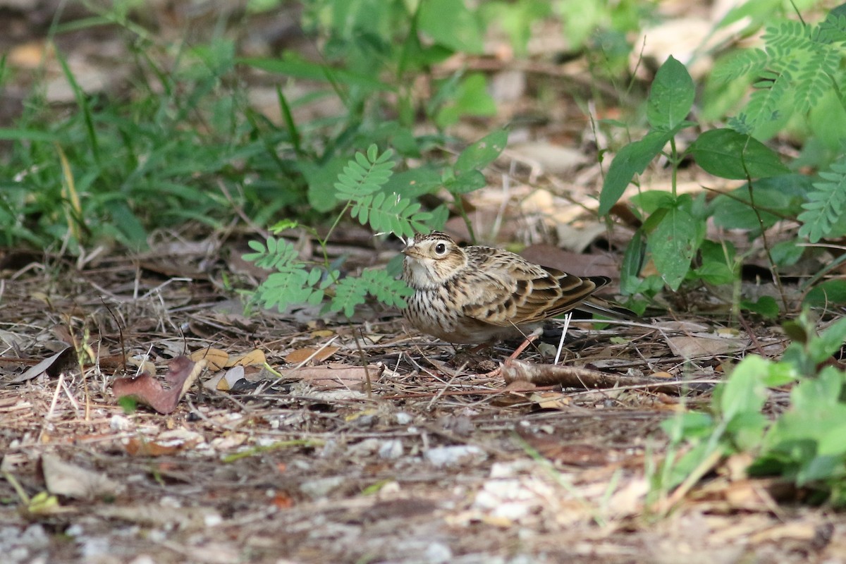 Eurasian Skylark - ML122536411