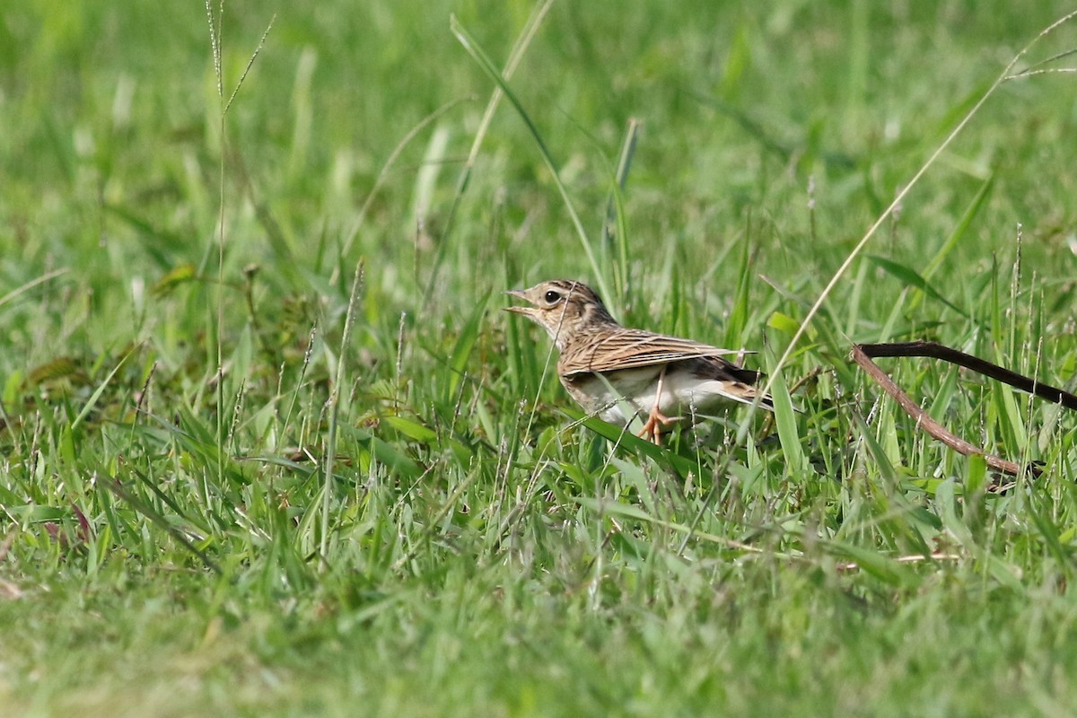 Eurasian Skylark - ML122536431