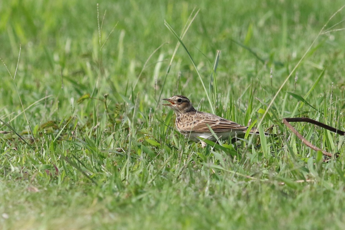Eurasian Skylark - ML122536441