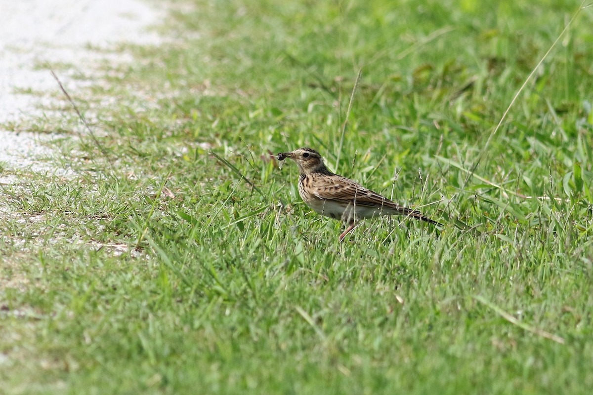 Eurasian Skylark - ML122536461