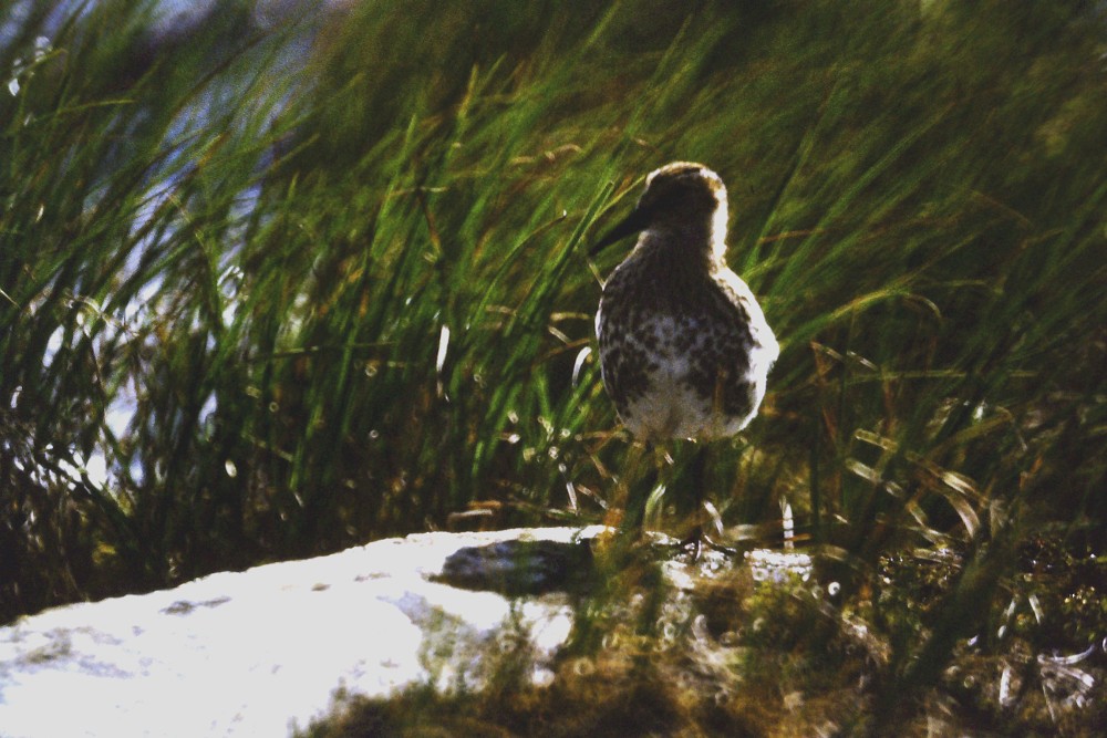 Dunlin - ML122536741