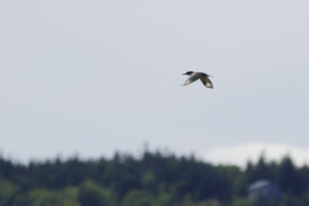 Belted Kingfisher - ML122537931