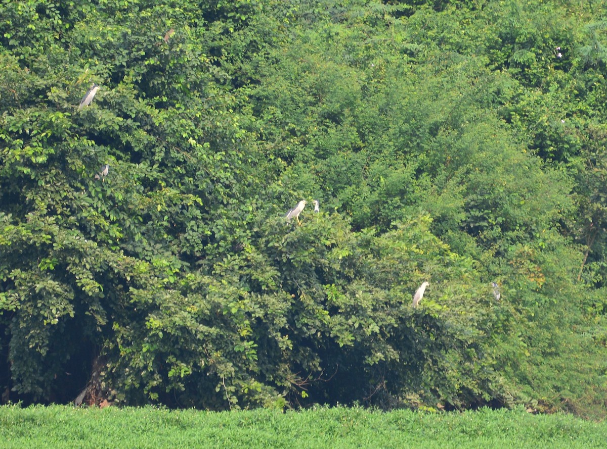 Black-crowned Night Heron - ML122539601