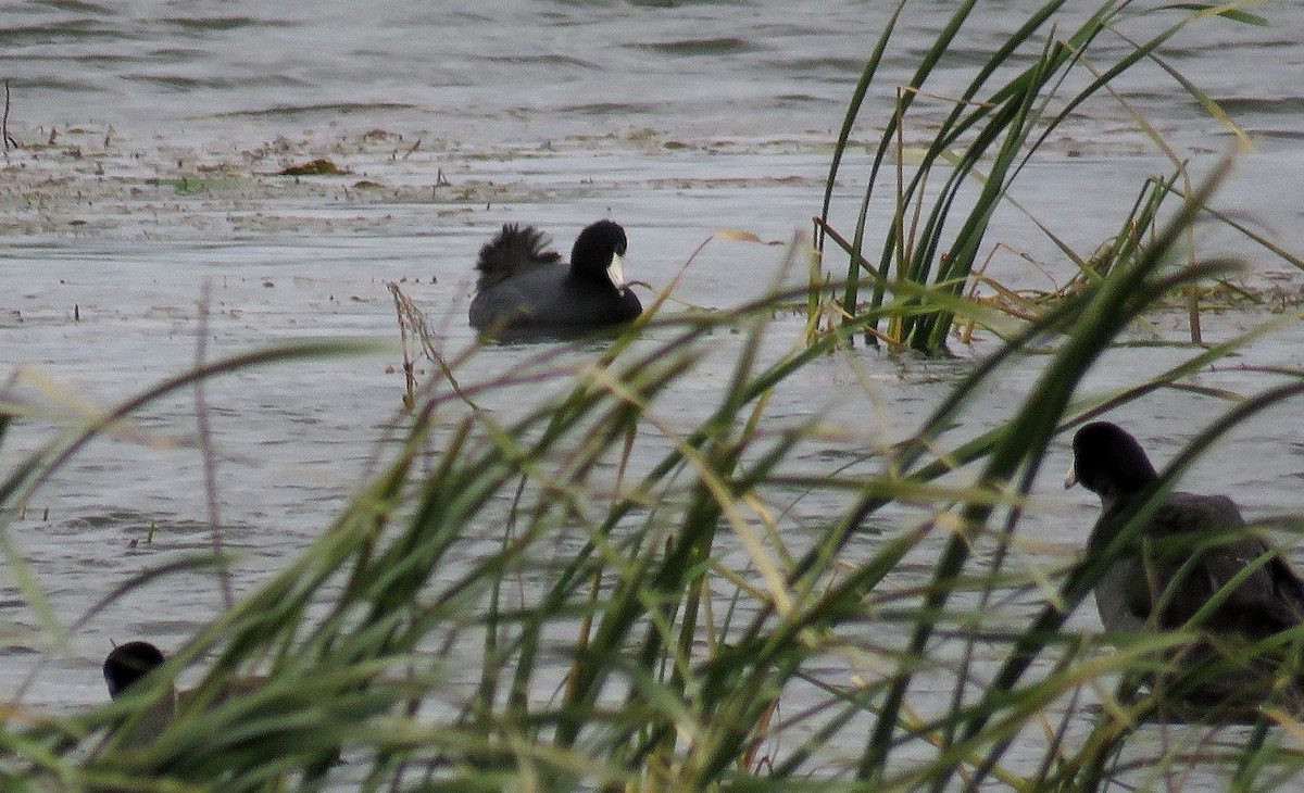 American Coot - ML122539621