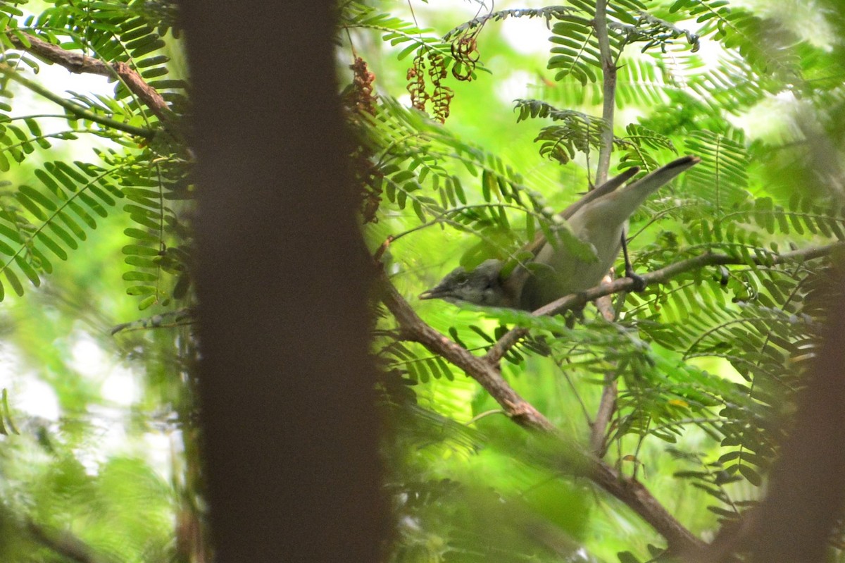 Lesser Whitethroat (Lesser) - ML122539891