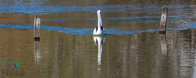 pelikán australský - ML122540831