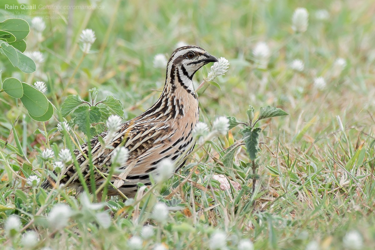 Rain Quail - ML122540931