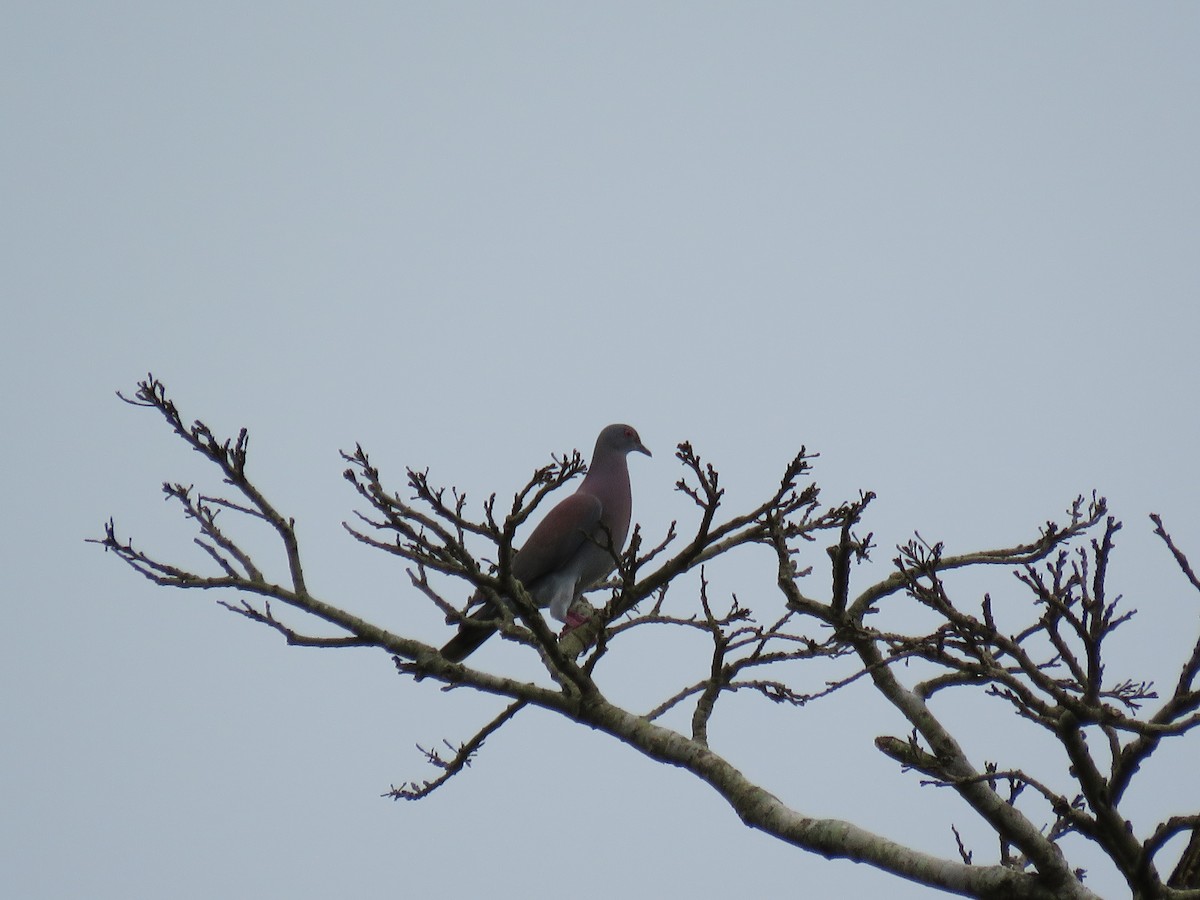 Pale-vented Pigeon - ML122541031