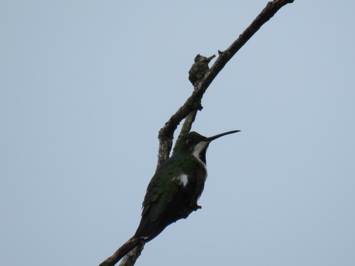 Schwarzbrust-Mangokolibri - ML122542061