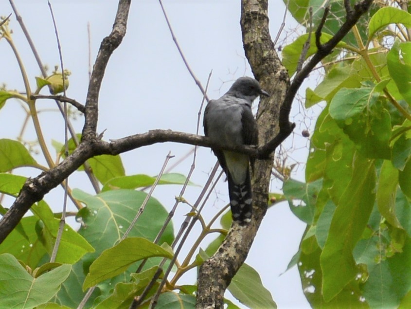 Gray-bellied Cuckoo - ML122542931