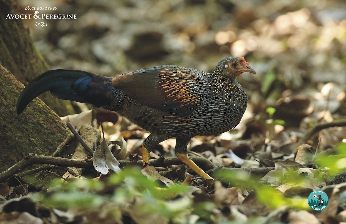 Gray Junglefowl - Savio Fonseca (www.avocet-peregrine.com)