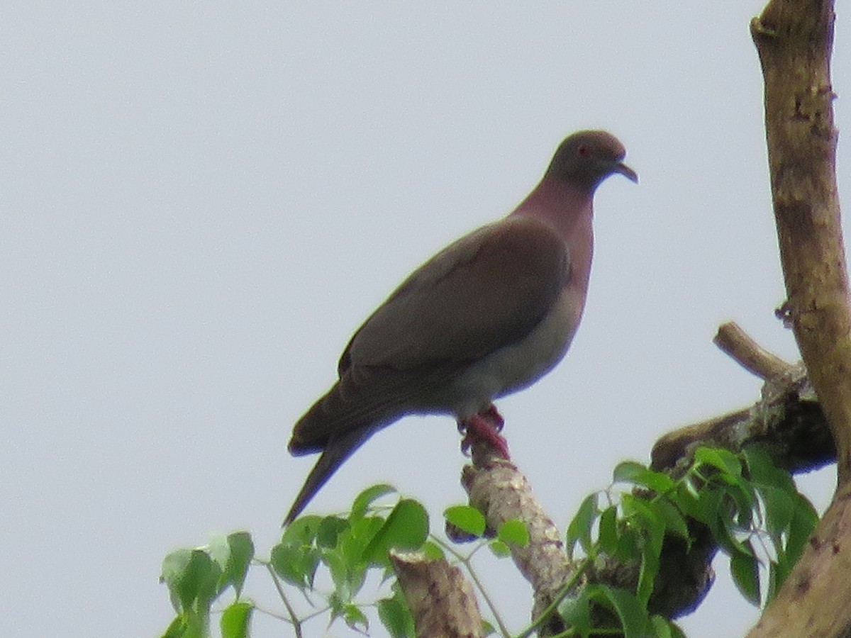 Pale-vented Pigeon - ML122544151