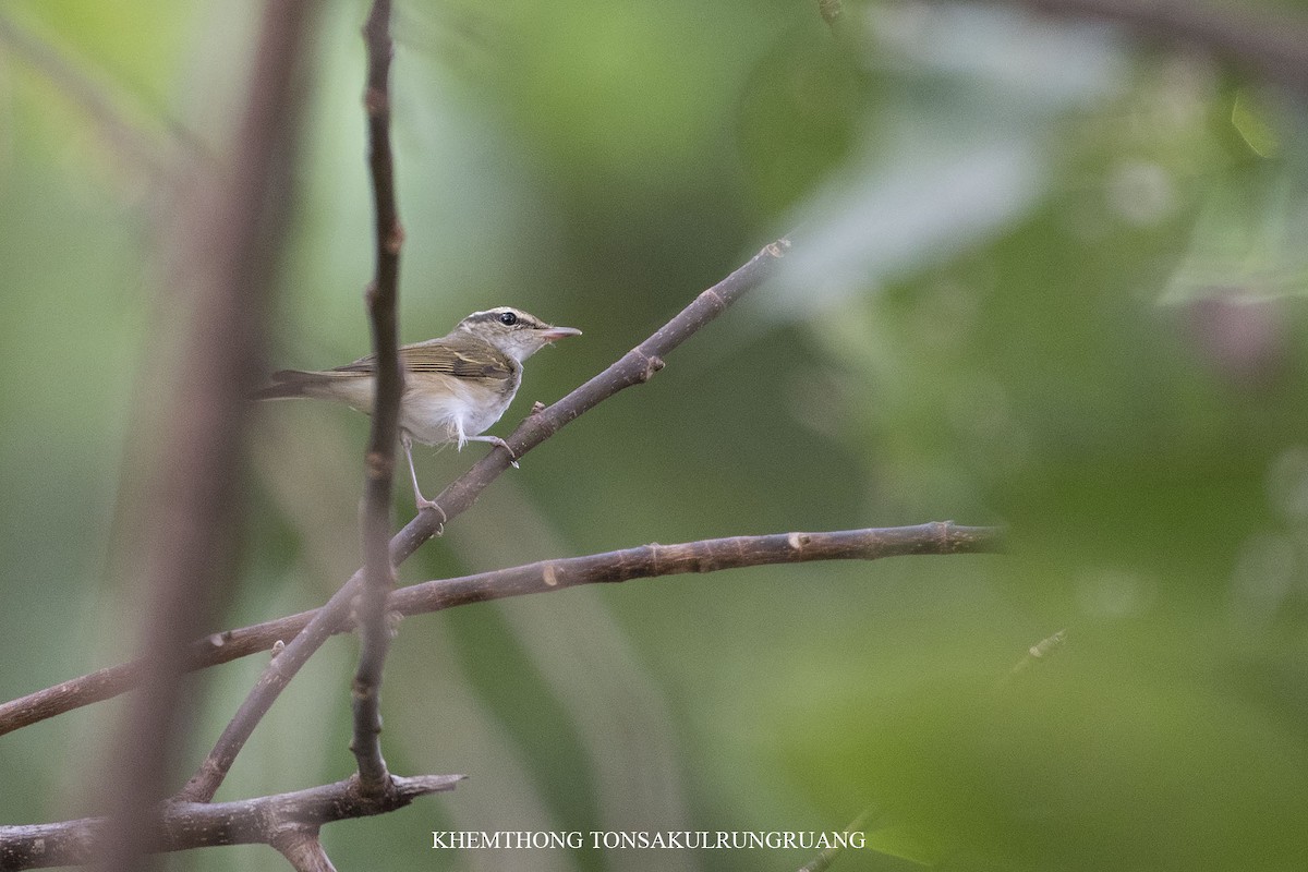 Pale-legged Leaf Warbler - ML122544171