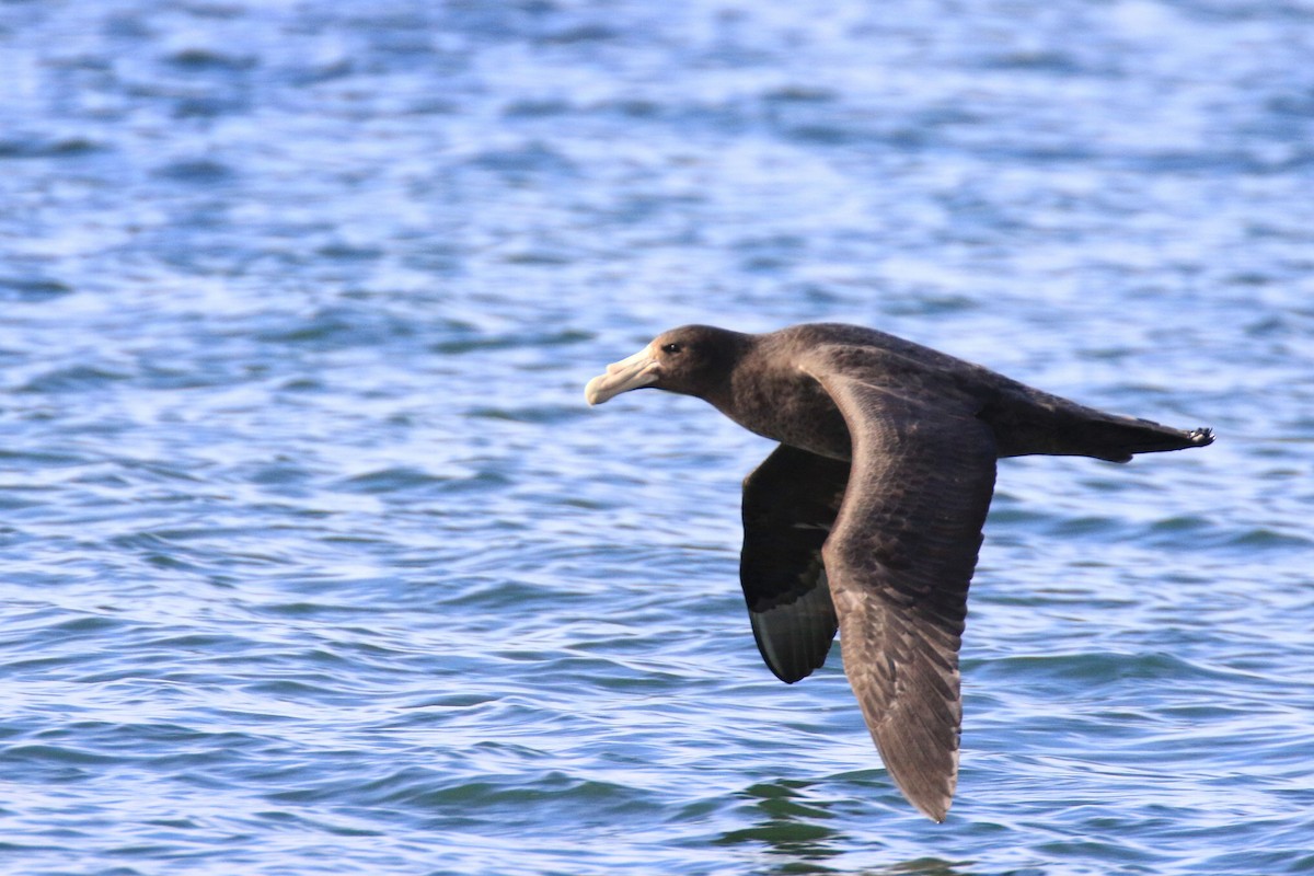 Southern Giant-Petrel - Denis Tétreault