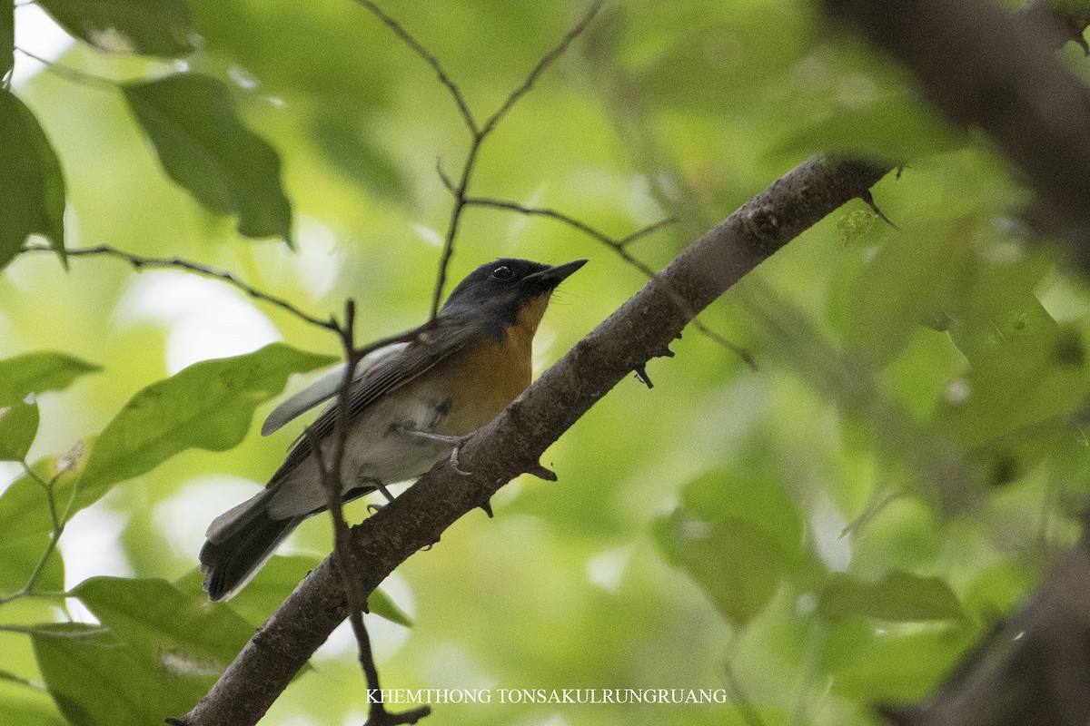 Chinese Blue Flycatcher - ML122544331