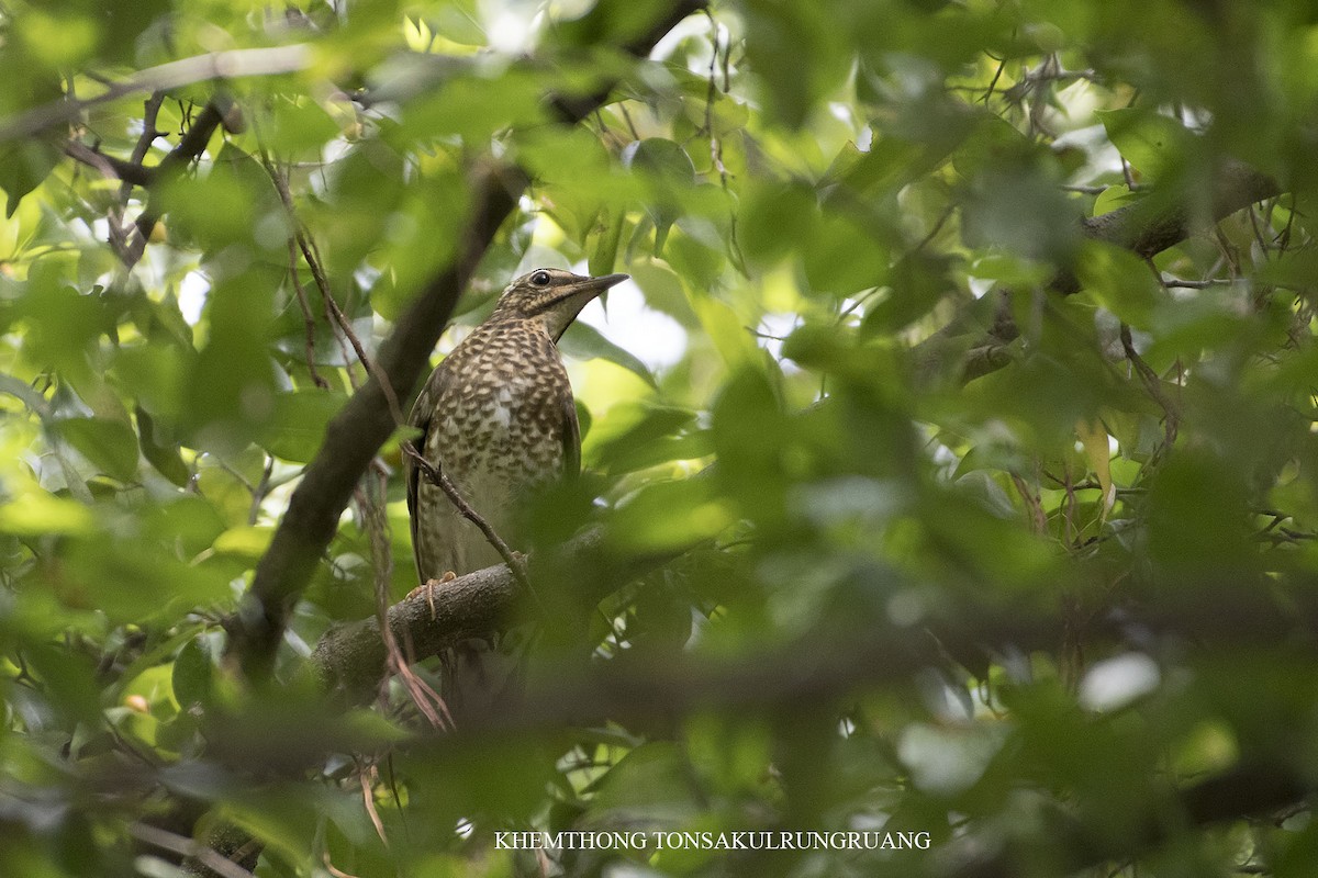 Siberian Thrush - ML122544391