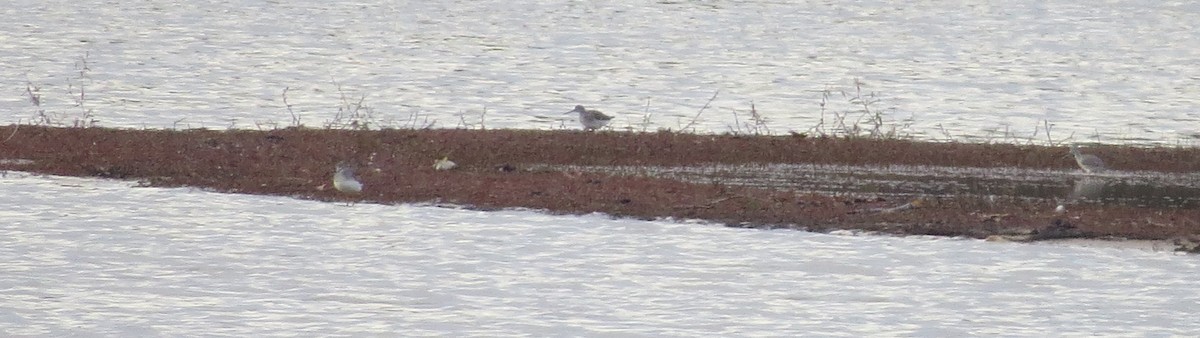 Greater Yellowlegs - ML122546211