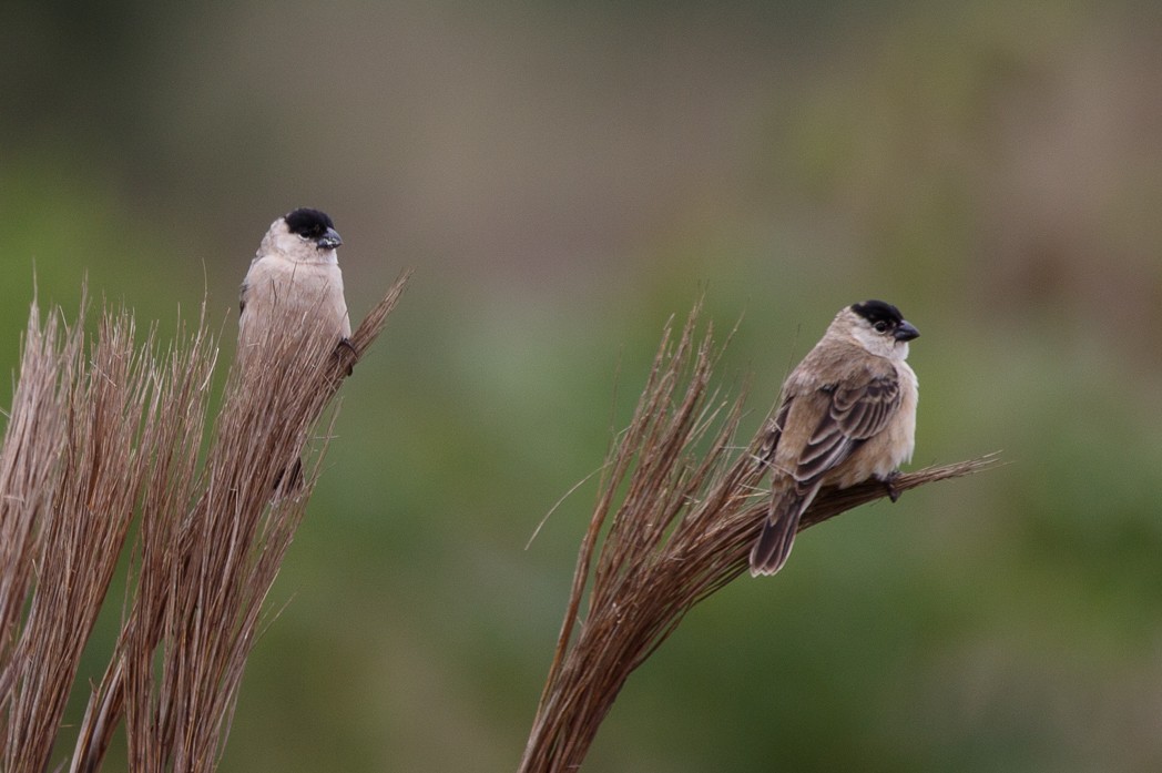 Pearly-bellied Seedeater - Silvia Faustino Linhares