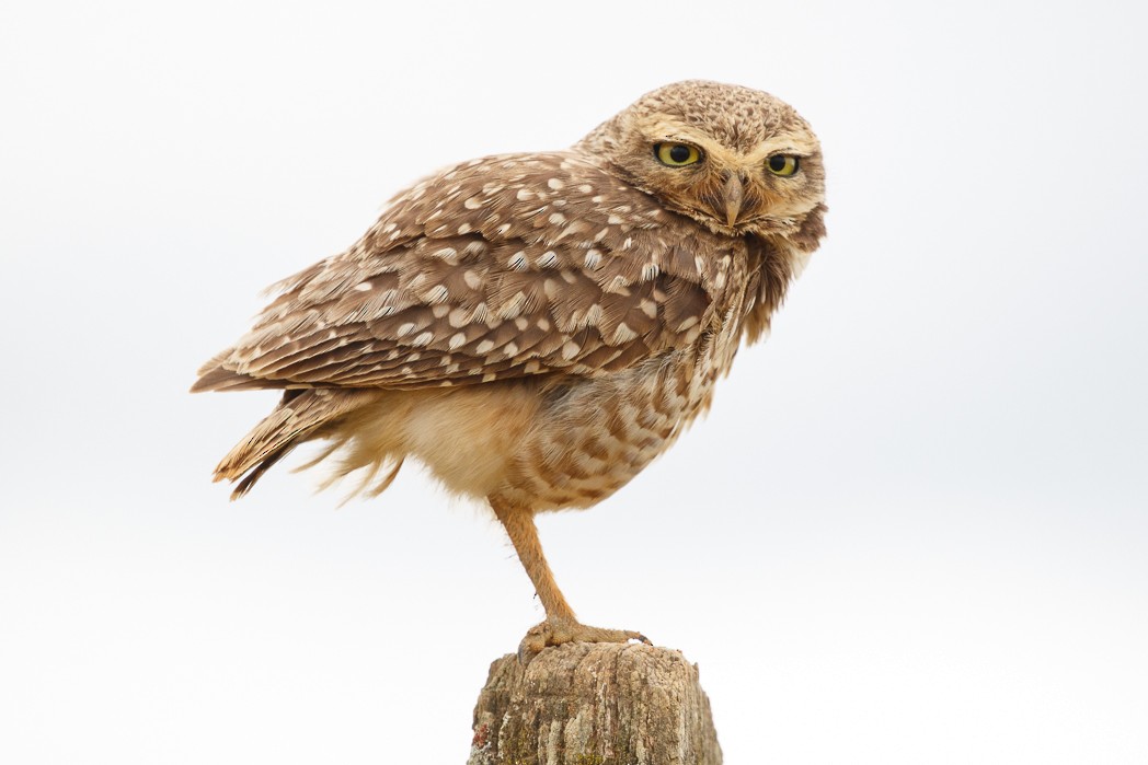 Burrowing Owl - Silvia Faustino Linhares