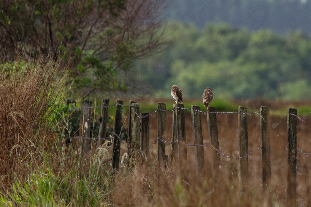 Burrowing Owl - Silvia Faustino Linhares