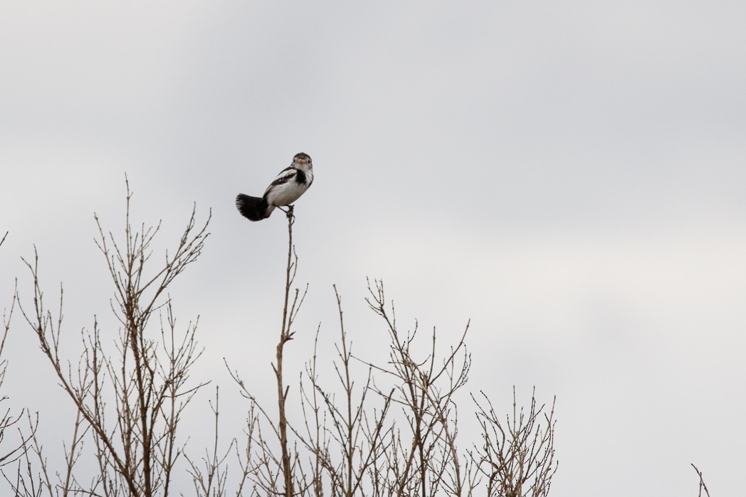 Cock-tailed Tyrant - Silvia Faustino Linhares