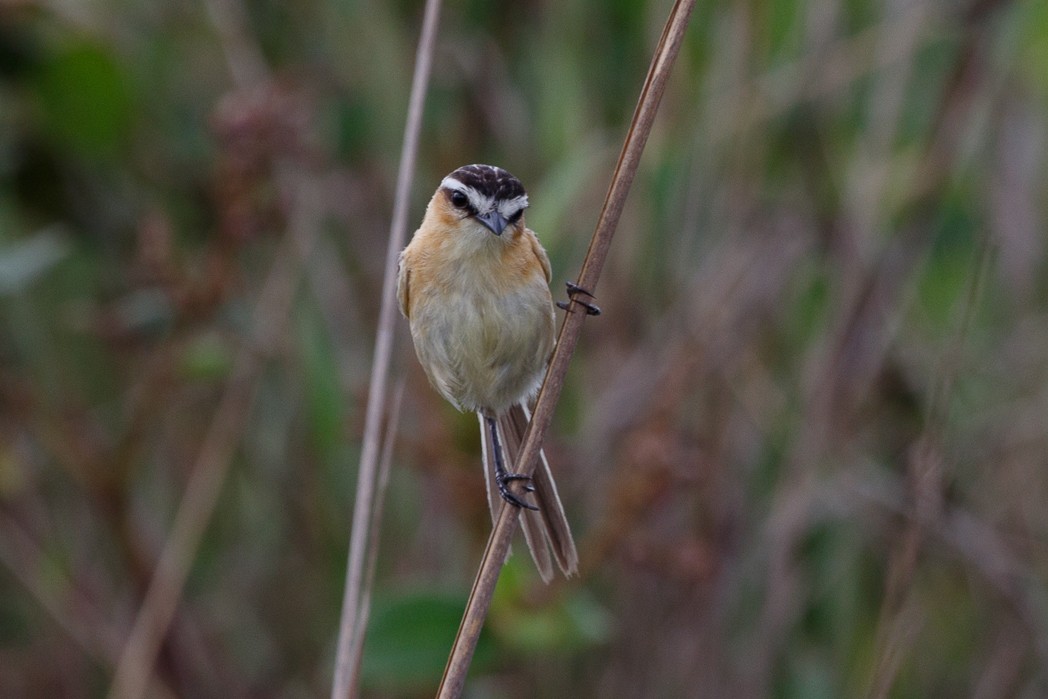 Sharp-tailed Tyrant - Silvia Faustino Linhares