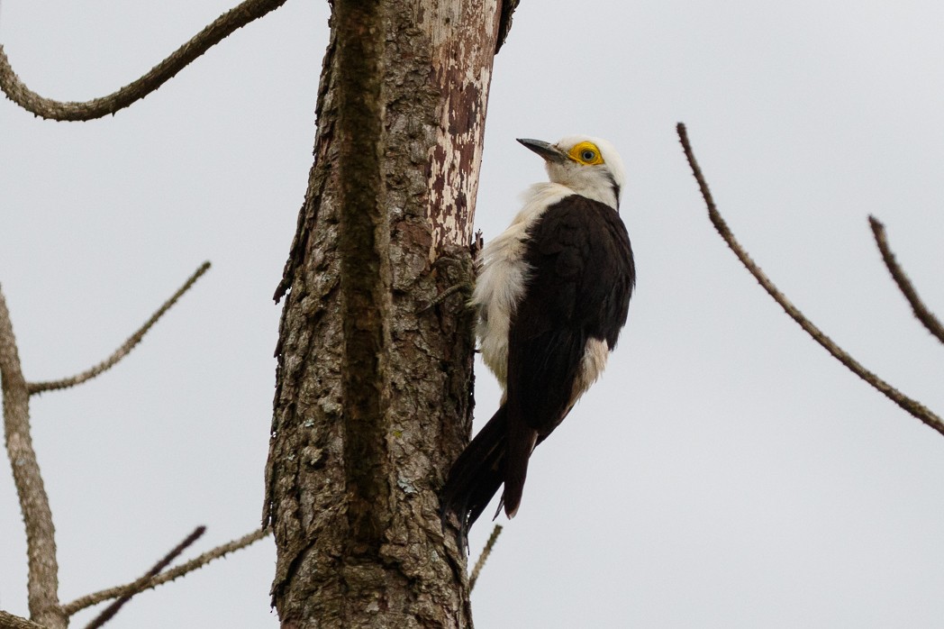 White Woodpecker - Silvia Faustino Linhares