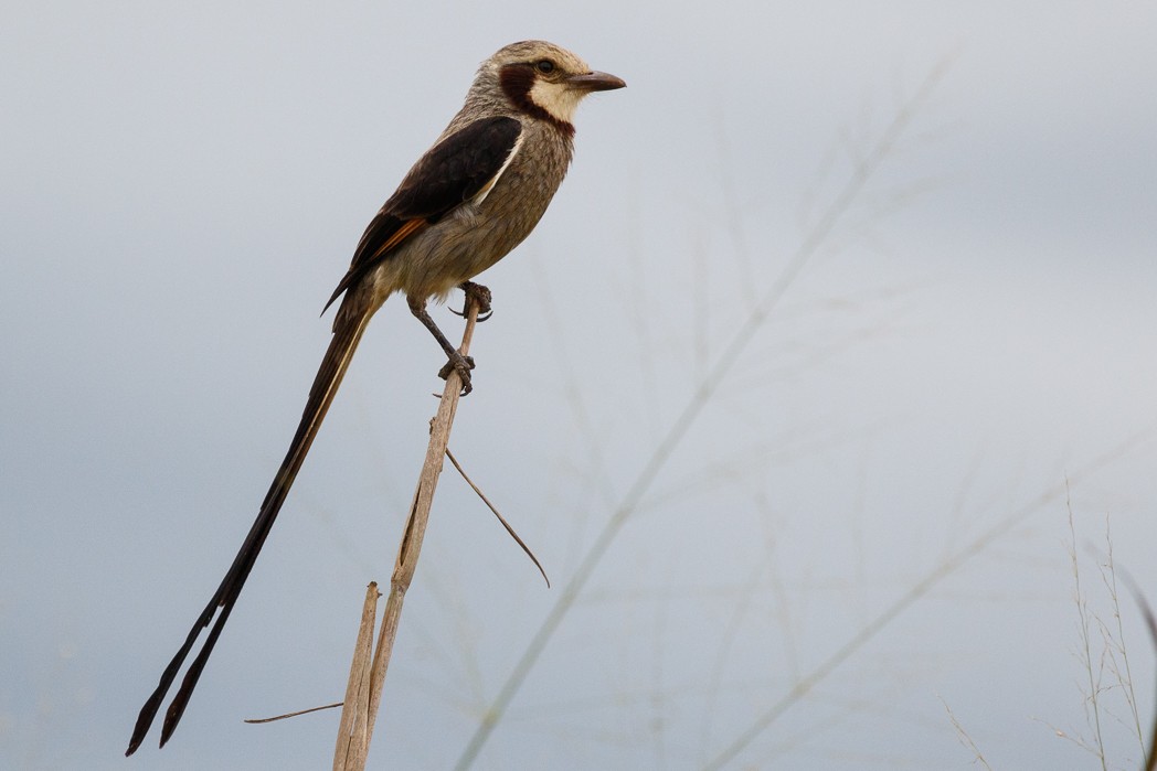 Streamer-tailed Tyrant - Silvia Faustino Linhares