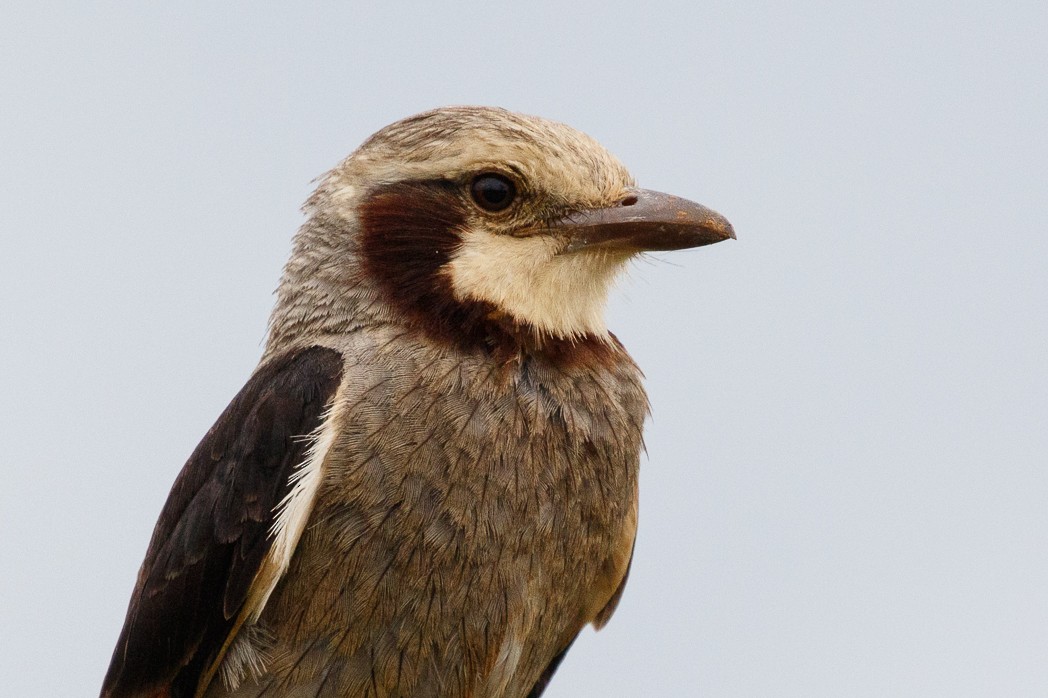 Streamer-tailed Tyrant - Silvia Faustino Linhares