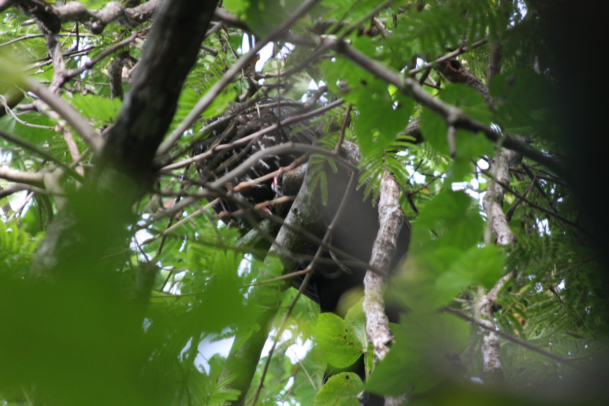 Crested Guan - ML122552871