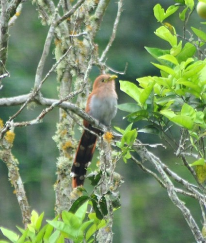 Squirrel Cuckoo - ML122554171