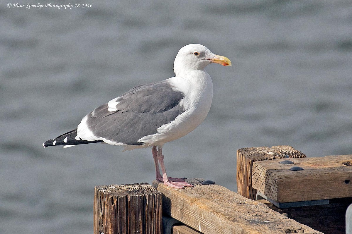 Western Gull - ML122555621