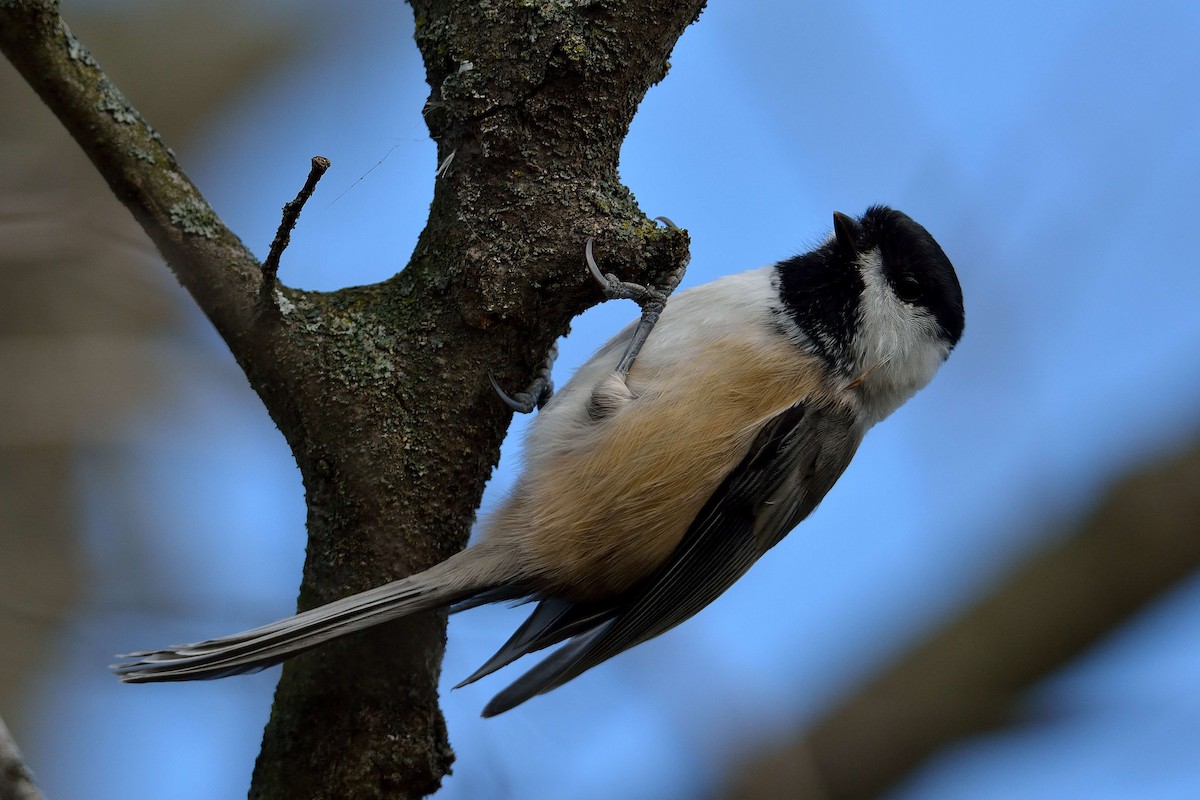 Black-capped Chickadee - Ian Adrian