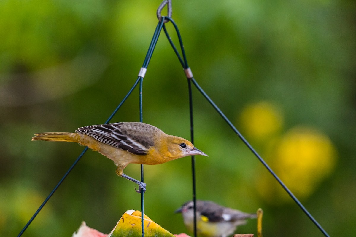 Baltimore Oriole - ML122558821