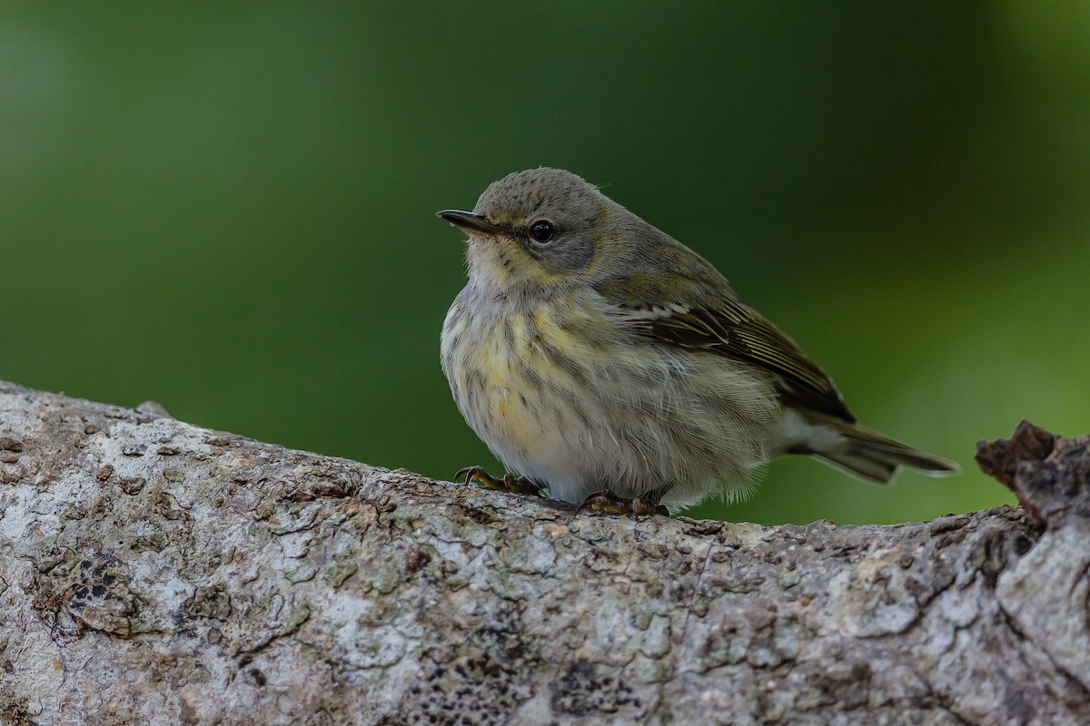 Cape May Warbler - ML122559051