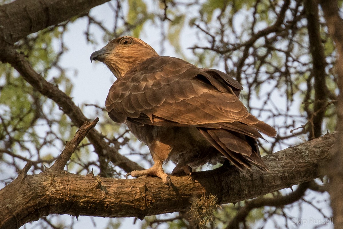 Madagascar Cuckoo-Hawk - ML122559121