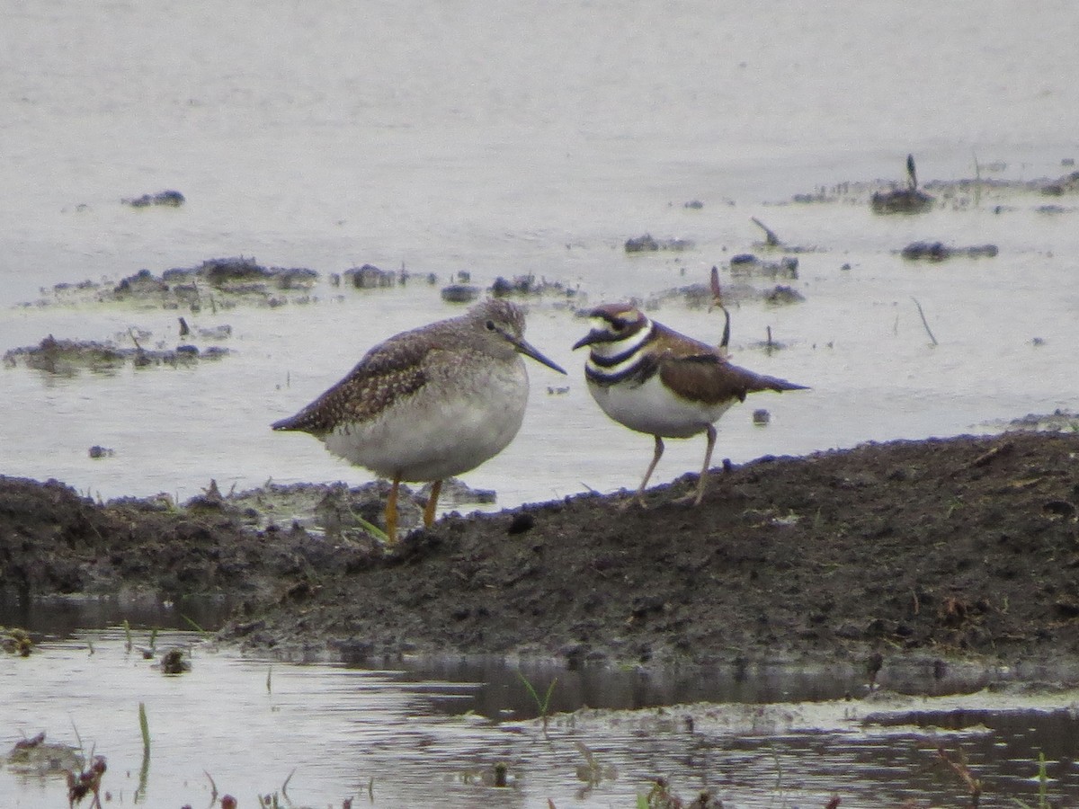 Killdeer - ML122559201