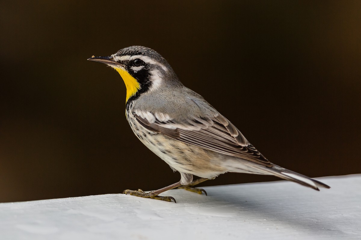 Yellow-throated Warbler - ML122559301