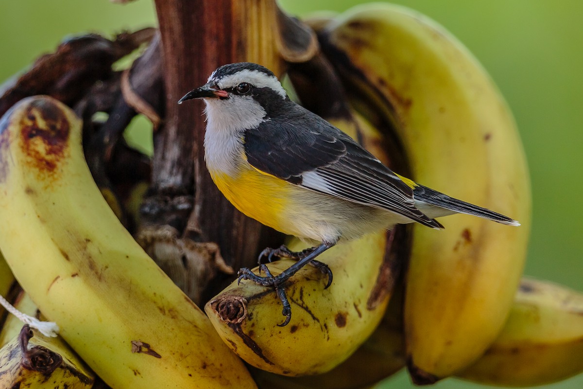 Bananaquit - ML122559331